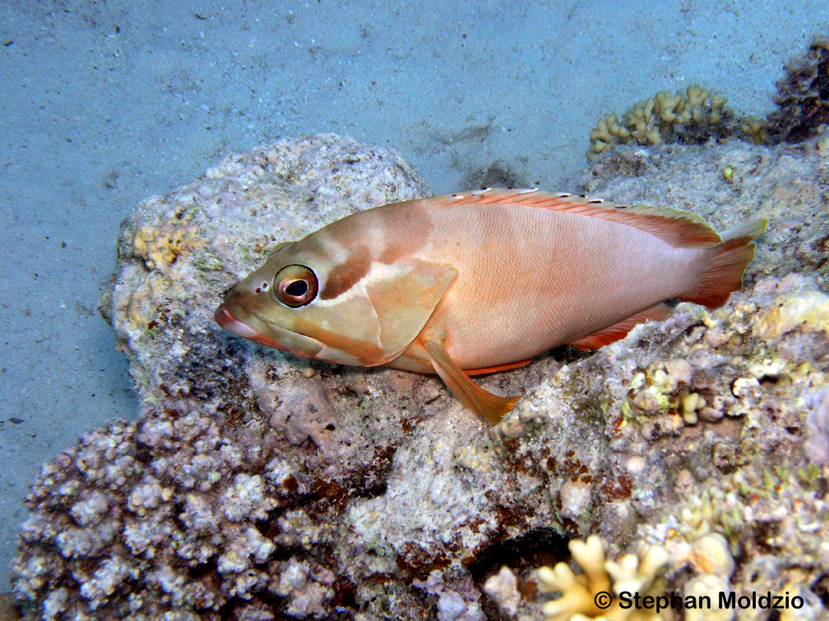 PER1 Epinephelus fasciatus PB231510.jpg